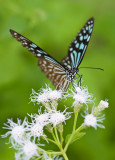 Blue Glassy Tiger