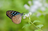 Blue Glassy Tiger