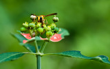 Potter wasp on wild poinsettia