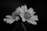 Creeping Daisy