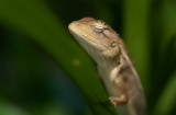 Garden fence lizard