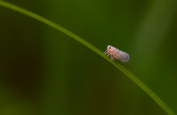 Leaf hopper