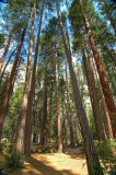 Young Sequoias