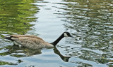 Reflective-goose-reflecting-on-the-ponds-reflections.jpg