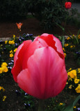 tulip-garden.jpg