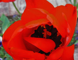 Life-inside-the-Red-Tulip.jpg