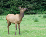 Young-and-Healthy-Elk