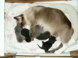 Momma Mouse with her 2 day old kittens