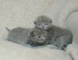 Kittens at 2 weeks old