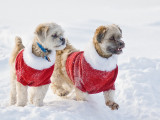 Dogs in Snow