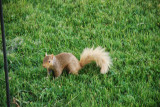 THIS WAS OUR DOG CHARLEYS FAVORITE SQUIRREL BLONDIE