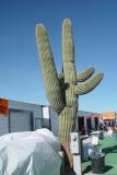 GIANT SAGUARO MARKS THE RESTROOMS