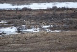 CAN YOU SEE THE CARIBOU IN THIS PICTURE?