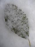 Snow covered leaf