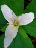 trillium