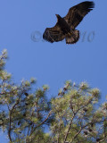 04 JUL 10 Juvenile Eagle