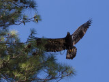 04 JUL 10 Juvenile Eagle