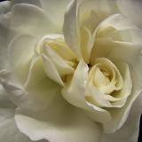 WHITE ROSE 8X8