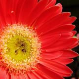 13 JUN 06 GERBERA DAISY