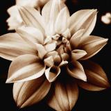 dahlia sepia