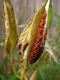 BUTRFLY WEED POD