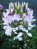 20 JUL 06 CLEOME