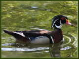 29 MAY 08 MALE WOOD DUCK