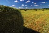 hay-mowing