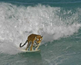 Florida Surfers