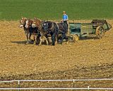 Amish Farmer 064