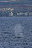 Humpback Whale