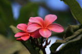 Plumeria