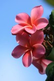 Plumeria
