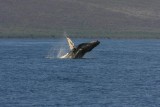 Humpback Whale Breach Sequence