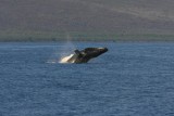 Humpback Whale Breach Sequence