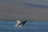 Humpback Whale Breach Sequence