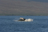 Humpback Whale Breach Sequence