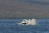 Humpback Whale Breach Sequence