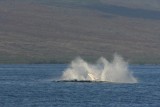 Humpback Whale Breach Sequence