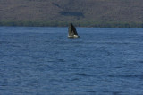 Humpback Whale Breach Sequence