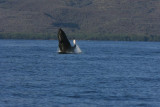 Humpback Whale Breach Sequence