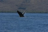 Humpback Whale Breach Sequence