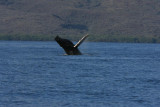 Humpback Whale Breach Sequence