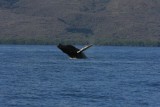 Humpback Whale Breach Sequence