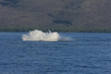 Humpback Whale Breach Sequence