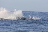 Humpback Whale Breach Sequence