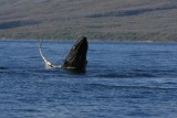 Humpback Whale Breach Sequence