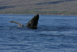 Humpback Whale Breach Sequence