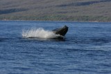 Humpback Whale Breach Sequence