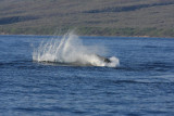 Humpback Whale Breach Sequence